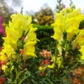 Yellow snapdragon flower in the garden Royalty Free Stock Photo