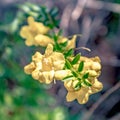 Yellow snapdragon flower growing on hiking trail in north carolina Royalty Free Stock Photo