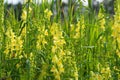 Yellow Snapdragon flower grows on the field. Royalty Free Stock Photo