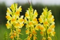 Yellow Snapdragon flower grows on the field. Royalty Free Stock Photo