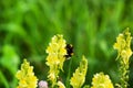 Yellow Snapdragon flower grows on the field. Royalty Free Stock Photo