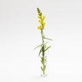 Yellow snapdragon flower isolated on white Royalty Free Stock Photo