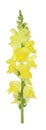 Yellow snapdragon Royalty Free Stock Photo