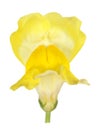 Yellow snapdragon Royalty Free Stock Photo