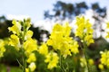 Yellow Snapdragon Flower Royalty Free Stock Photo