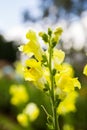 Yellow Snapdragon Flower Royalty Free Stock Photo