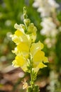 Yellow snapdragon flower in spring blooming Royalty Free Stock Photo