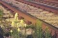 Yellow snapdragon flowers on rusty railway background Royalty Free Stock Photo