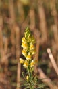 Wild snapdragon Royalty Free Stock Photo
