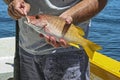 Yellow Snapper Held by Angler Royalty Free Stock Photo