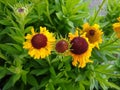 Helenium `Sahin`s Early Flowerer` Royalty Free Stock Photo