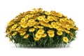 Yellow sneezeweed flowers isolated on white Royalty Free Stock Photo