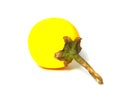 A Yellow Solanum .
