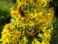 Yellow solidago or virgaurea flowers with bees collecting nectar