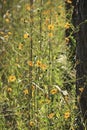 Southeastern Sunflowers Corkscrew Swamp Sanctuary Naples Florida Royalty Free Stock Photo