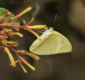 Yellow Southern Dogface Butterfly Royalty Free Stock Photo