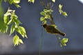 Weaving Yellow Southern Masked Weaver Bird Ploceus velatus Royalty Free Stock Photo