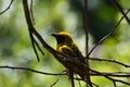 Yellow Southern Masked Weaver Bird Ploceus velatus Royalty Free Stock Photo