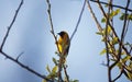 YELLOW SOUTHERN MASKED WEAVER BIRD SITTING ON BRANCH Royalty Free Stock Photo