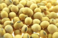 Yellow soybean seeds background Royalty Free Stock Photo