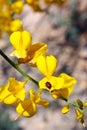 Yellow Spanish Broom and ladybug