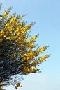 Yellow Spanish Broom, Spartium junceum