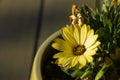 A yellow spannish daisy in a flower pot on a garden table