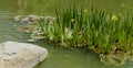 Yellow Species Iris - Water Lily Pond Aquaculture Scene