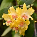 Yellow species orchid flowercattleya x hybrid