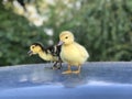 yellow and speckled little one-week-old ducklings