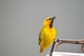 A yellow spectacled weaver feeding fruit nectar from a bird feeder in South Africa