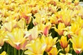 Yellow spectacular tulips in the spring