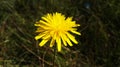 Yellow spheric flower in spring, flor amarilla esfÃÂ©rica en primavera, Spain