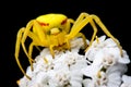 Yellow spider