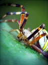 Yellow spider (Argiope bruennichi)