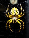 a yellow spider with black spots on its web