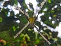 Yellow spider camouflage Royalty Free Stock Photo