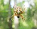 Yellow spider eating a fly Royalty Free Stock Photo