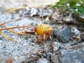 Yellow spider on Lake Baikal