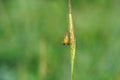 A yellow spider-like insect on a paddy grass