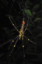 Yellow spider macro