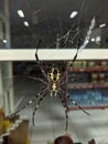 yellow spider making a web to catch its prey Royalty Free Stock Photo
