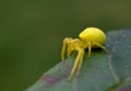 Yellow spider in nature