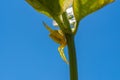 Yellow spider perched on the stem of a plant with her legs open protecting its young