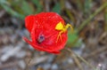 Yellow spider on red flower Royalty Free Stock Photo