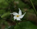 A yellow spider spreading its hands on a white flower in anticipation of prey Royalty Free Stock Photo