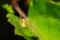 Yellow spider with thorned feets