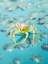 a yellow spider on water