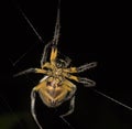 Yellow Spider Weaving - Peru