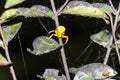 Yellow spider weaving web
